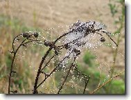 Rann� rosa