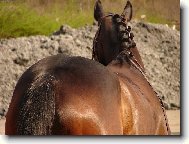 Diplou�