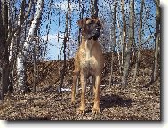 N�MECK� DOGA