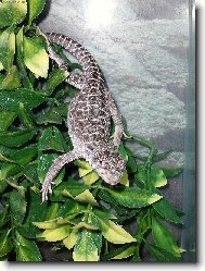 Legu�n Leopard�