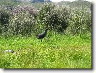 Sl�pka Takahe