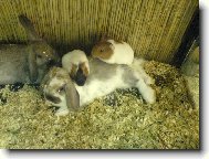 poledn� siesta