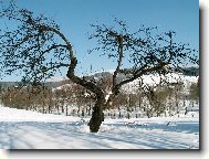 Sta�enka