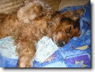 Doninka spink�