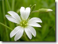 KITI�KA