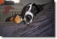 Kamar�di