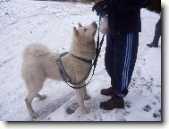 na�e Zira na �pi��ku