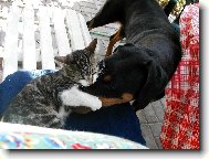 Kery a kot�