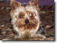 Bert�k