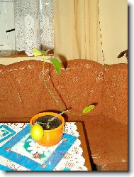 Citron�k