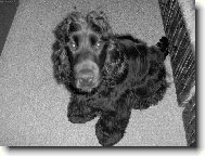 Milou�ek