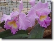Orchidea