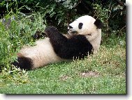 Panda velk�