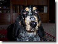 Bassetka Baru�ka
