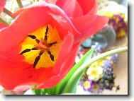 Tulip�n