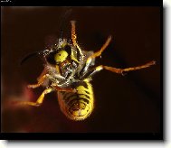 Rozzloben� vosa