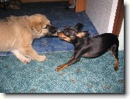 Roxi�ek a Kesinka