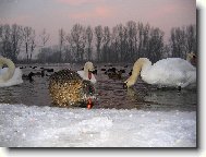 �ivot na Labi