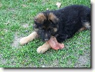 J� a ucho