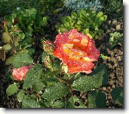Ran� rosa