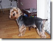 Tobi�