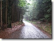Lesn� cesta