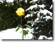 Posledn� r��e