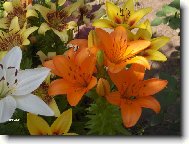 Lilie- sm�s