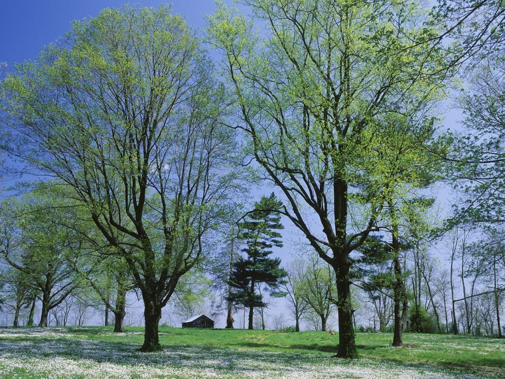 Foto: Spring Meadow, Lexington, Kentucky
