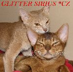 Chovatelska stanice ps�: GLITTER SIRIUS