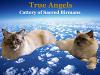 Chovatelska stanice ps�: TRUE ANGELS