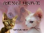 Chovatelska stanice ps�: REXCLUSIVE,SK