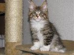 Chovatelska stanice ps�: GENTLE TIGER*CZ