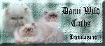 Chovatelska stanice ps�: DAMI WILD CATHS