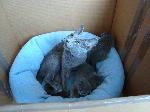 Chovatelska stanice ps�: SILVER PAWS,SK