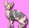 Chovatelska stanice ps�: ANGEL SPHYNX
