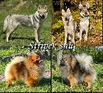 Chovatelska stanice ps�: ST��PEK SN�