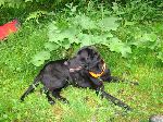Chovatelska stanice ps�: OD TUROVECK�CH RYBN�K�