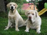 Chovatelska stanice ps�: Z V�HY