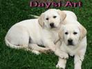 Chovatelska stanice ps�: DAYSI ART