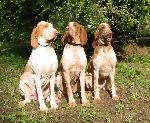 Chovatelska stanice ps�: OD NEBESK� BR�NY