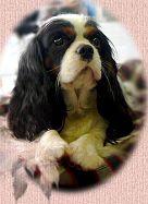 Chovatelska stanice ps�: ZBIRO�SK� PODZ�M��