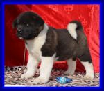 Chovatelska stanice ps�: FROM ARLETA GARDEN