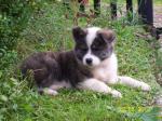 Chovatelska stanice ps�: AKITA INU
