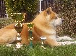 Chovatelska stanice ps�: HEZK� CHVILKA