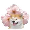 Chovatelska stanice ps�: HANAMI KENSHA