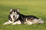 Chovatelska stanice ps�: STAR OF YUKON