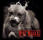 Chovatelska stanice ps�: REBEL KENNEL