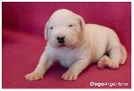 Chovatelska stanice ps�: EL DEMONIO BLANCO