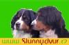 Chovatelska stanice ps�: ZE SLUNN�HO DVORA